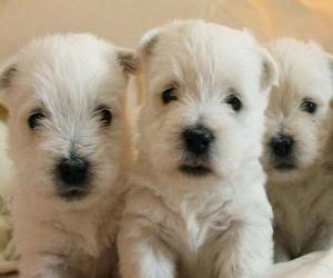 yapboz West Highland beyaz terrier yavrusu
